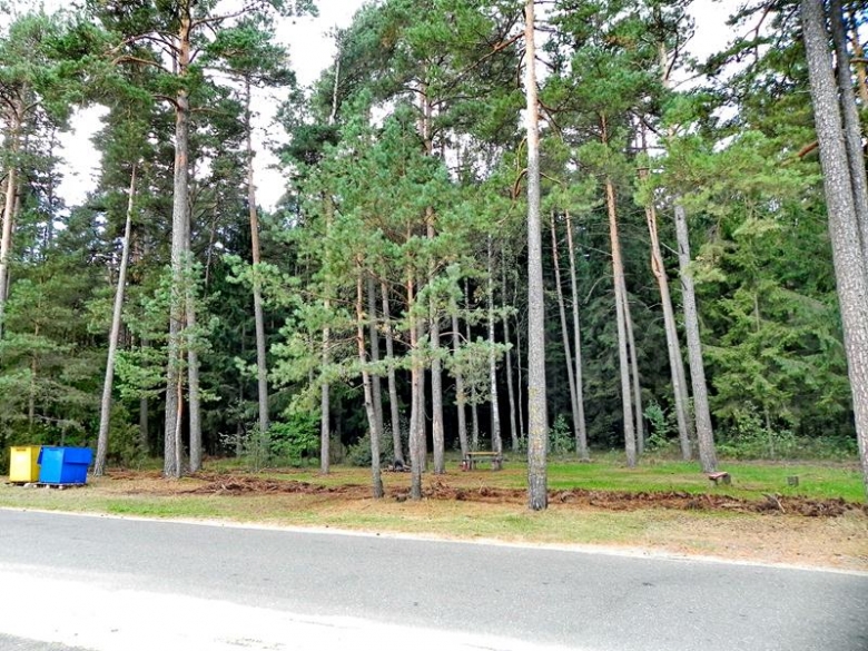 Лес, дорога, Р23 Минск-Рудня